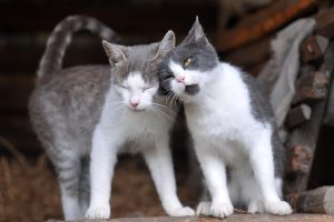 Primarul Stelian Bujduveanu: Un oraș responsabil trebuie să fie prietenos cu animalele, date alarmante despre abandonul canin