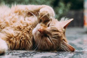 10.000 de feline sterilizate gratuit de ASPA, în cadrul unui proiect pe care Consiliul General al Municipiului București îl va supune votului