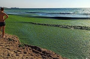 Aproximativ 2.700 de tone de alge colectate în acest sezon pe litoralul românesc, cele mai mari cantități în zonele Mamaia Sud și Năvodariea noastră”
