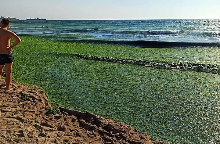 plaja-alge-litoral.jpg