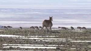 China utilizează un robot în formă de antilopă pentru a proteja o specie rară din Tibet