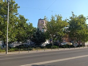 Sector 1 | Mai multe zone vor putea fi gestionate de cetățeni prin inițiativa „Adoptă un spațiu verde”