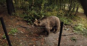 Creșterea cu 60% a numărului de apeluri privind prezența urșilor în Brașov în 2025, cu aproape 750 de solicitări și 186 de incidente în care urșii au fost alungați, iar în 411 cazuri nu s-a identificat niciun ursea noastră”