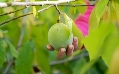 banana-nordului-Asimina-triloba.jpg