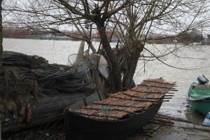 Declin alarmant al capturilor de scrumbii de Dunăre în 2025 / Specia, amenințată de creșterea populației de crabi albaștriea noastră”