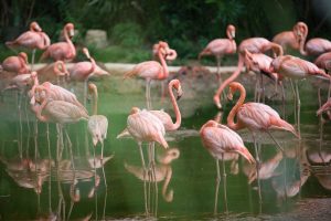 Cercetare: Flamingo-ii roz migratori îmbătrânesc mai lent comparativ cu cei stationary