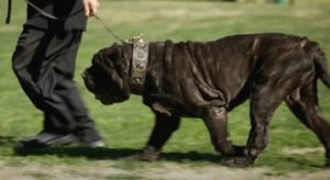 Un bărbat din Brașov, urmărit internațional pentru trafic de droguri, a fost capturat în Italia datorită câinelui său moloss de talie mare, surprins într-o mașină