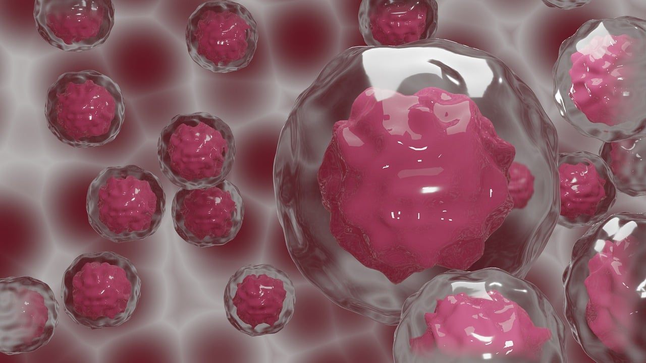 celule-stem.jpg