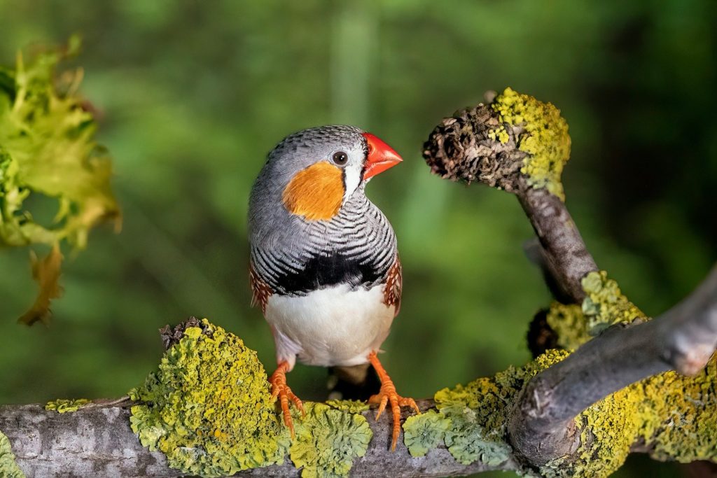 cinteza-pasare-natura-animale-fauna.jpg