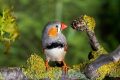 cinteza-pasare-natura-animale-fauna.jpg