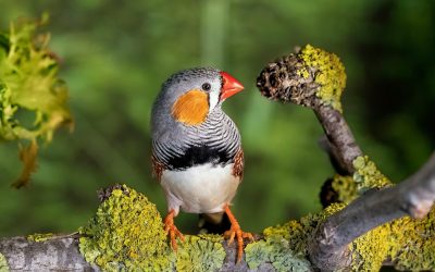 cinteza-pasare-natura-animale-fauna.jpg