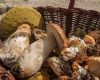 ciuperci-porcini.jpeg