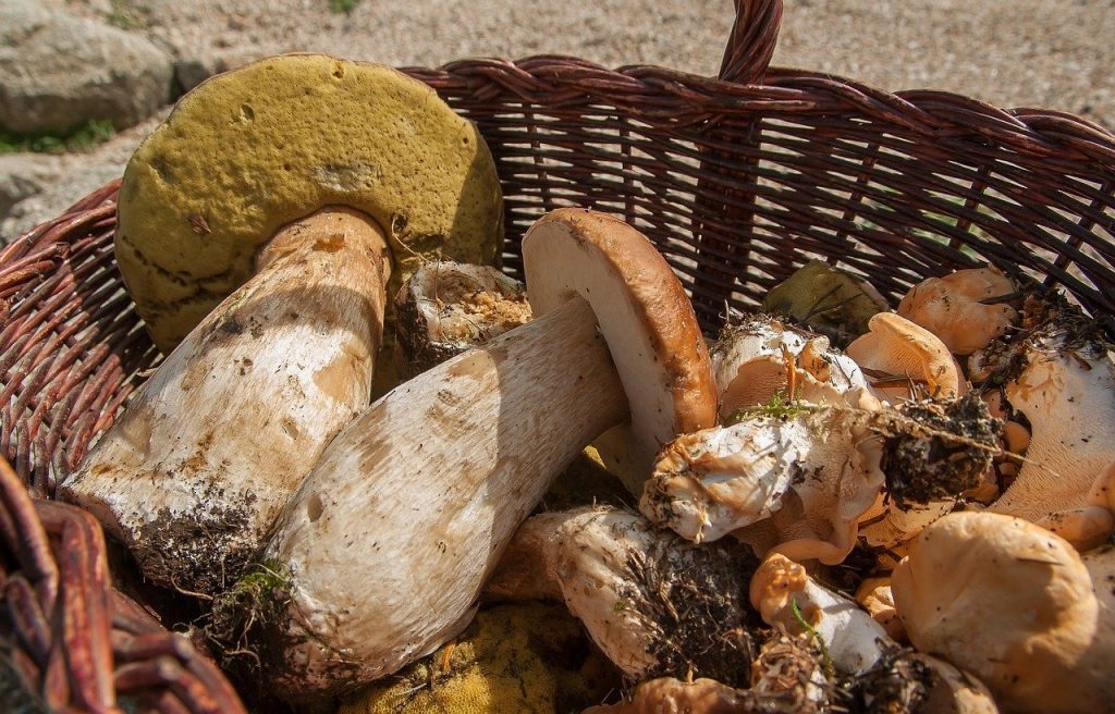 ciuperci-porcini.jpeg