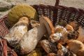 ciuperci-porcini.jpeg