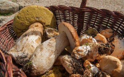 ciuperci-porcini.jpeg