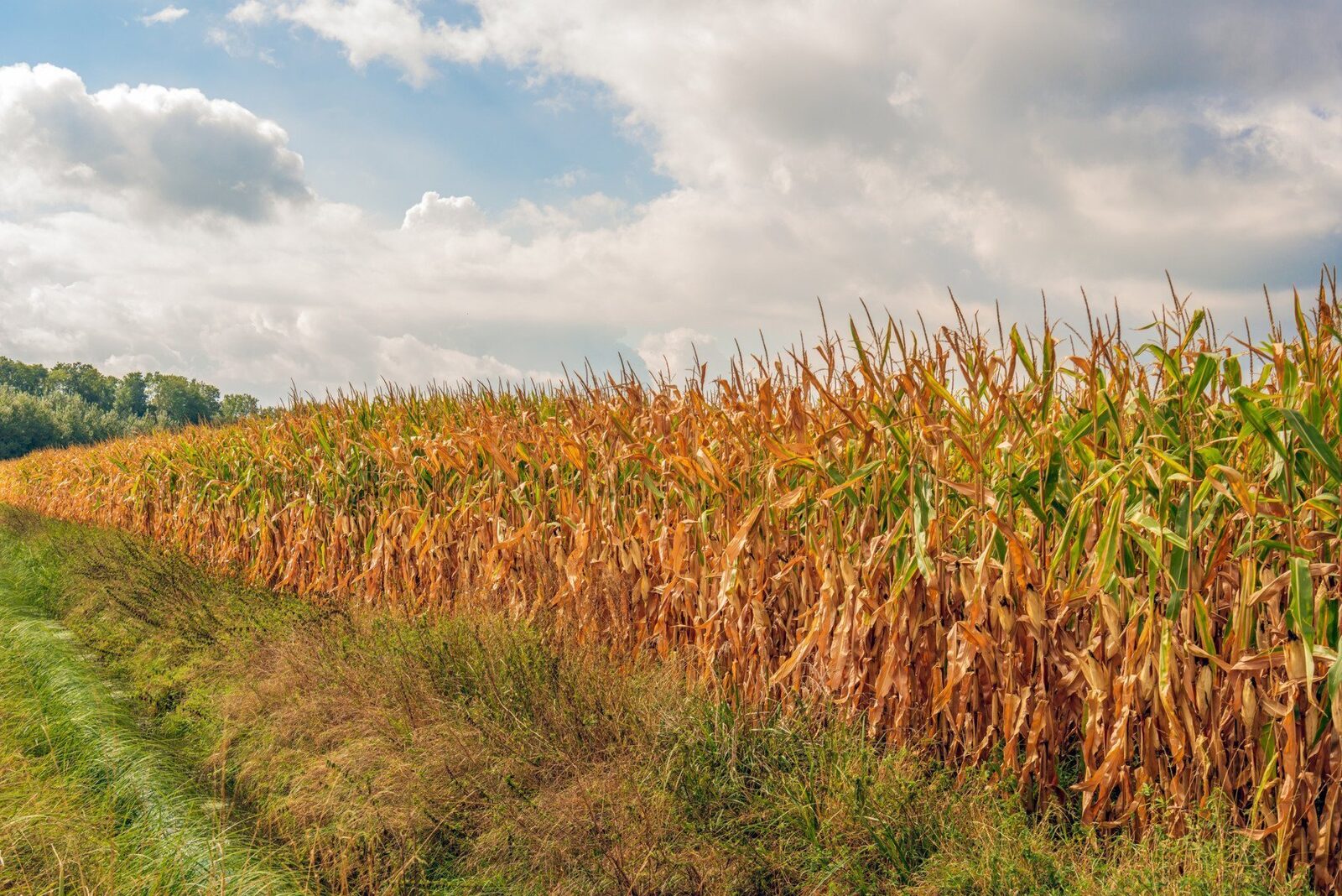 O companie agricolă din Călărași a rămas fără porumbul semănat pe peste 7 hectare, după ce a fost confiscat de hoți, iar poliția a recuperat o parte din prejudiciu; zece suspecți, inclusiv minori, sunt în atenție