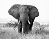 dreamstime_xxl_50727880.jpg