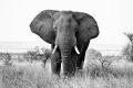 dreamstime_xxl_50727880.jpg