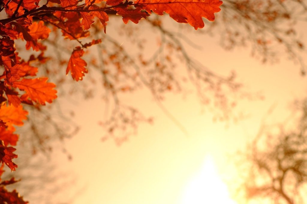oak-leaves-3851310_1280.jpg