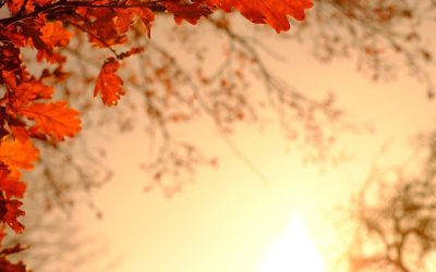 oak-leaves-3851310_1280.jpg