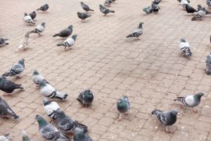 Primăria Sectorului 6 solicită: „Evitați să hrăniți porumbeii”. Costurile de curățenie generate de păsări devin tot mai ridicate