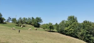 Imagine și film – O regiune din Maramureș unde natura stabilește ritmul vieții: case răspândite pe dealuri, alimente din propria gospodărie și povești împărtășite în jurul focului