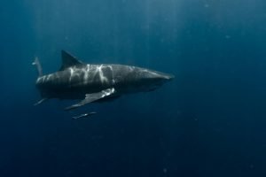 Mai multe plaje din Sydney închise după decesul unui surfer ucis de un rechin mare