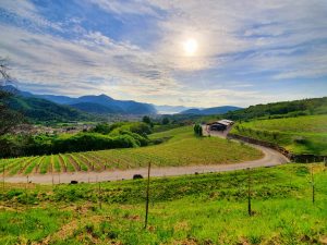 Cercetare: Creștere semnificativă a expunerii la pesticide în rândul locuitorilor din regiuni viticole franceze în timpul tratamentelor agricoleea noastră”