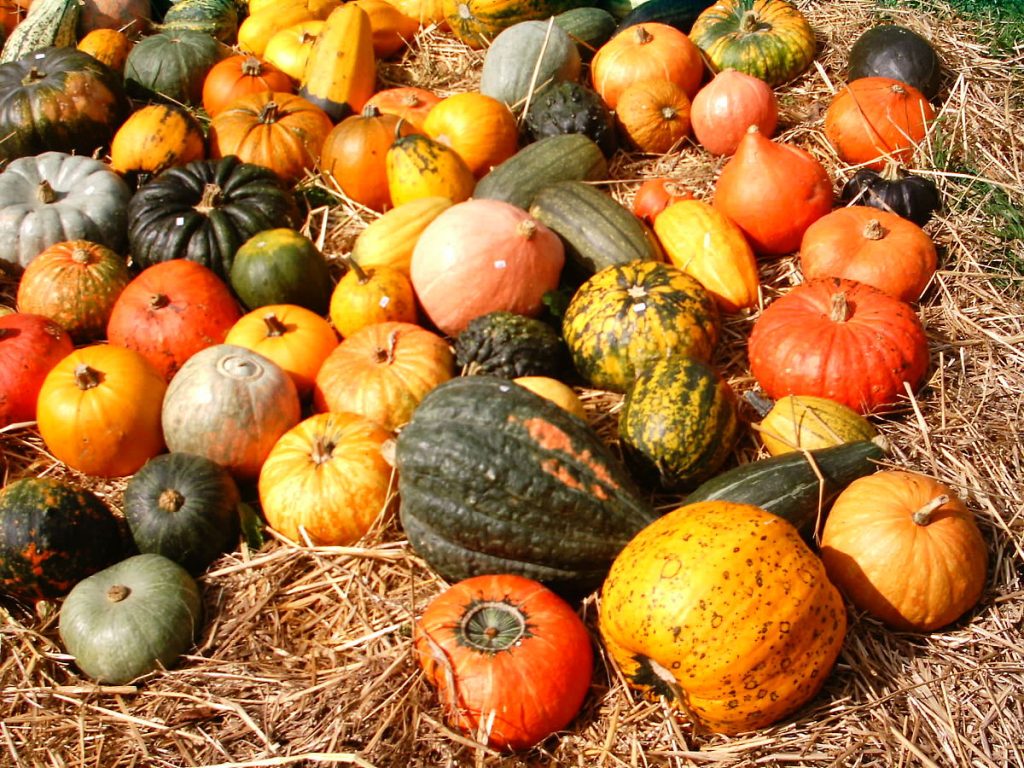 1200px-Pumpkins_Aachen.jpeg