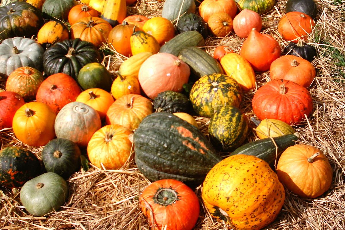 1200px-Pumpkins_Aachen.jpeg