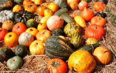 1200px-Pumpkins_Aachen.jpeg