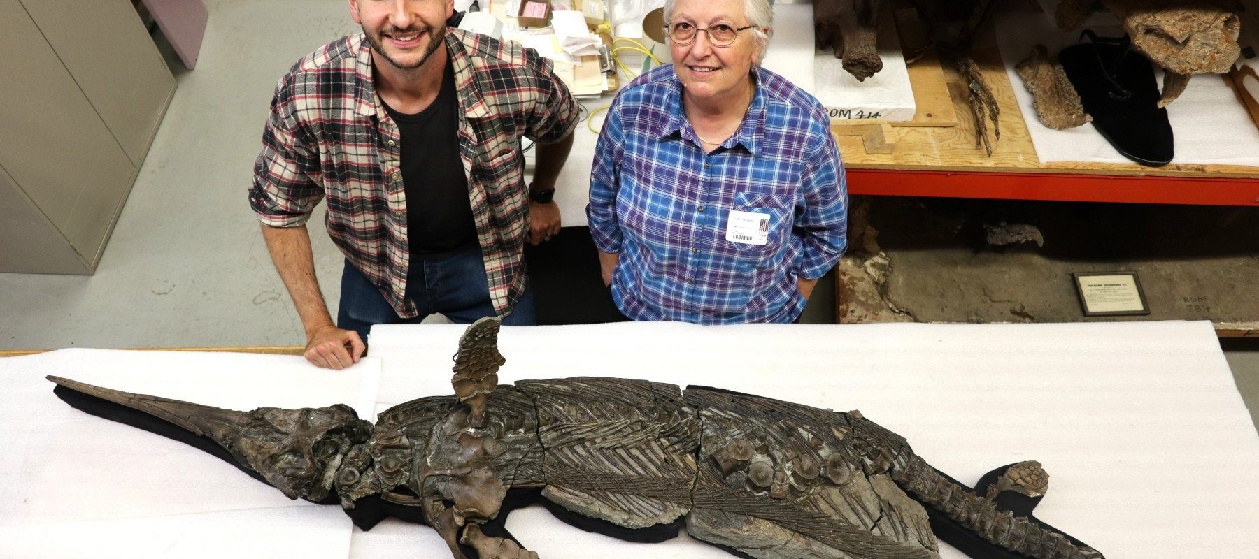 O nouă specie de reptilă marină preistorică, numită „Dragonul-sabie”, descoperită de cercetători de la Universitatea din Manchester, având dimensiuni similare cu cele ale unui delfin