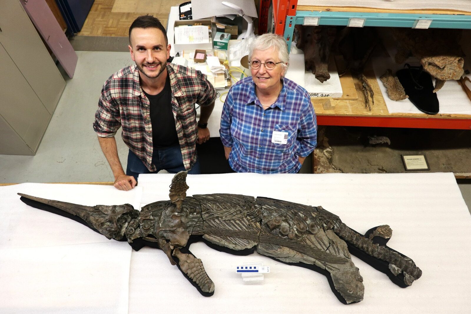 O nouă specie de reptilă marină preistorică, numită „Dragonul-sabie”, descoperită de cercetători de la Universitatea din Manchester, având dimensiuni similare cu cele ale unui delfin