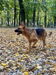 Deputatul Andrei Baciu prezintă activitățile sale pe Facebook pentru acest weekend.