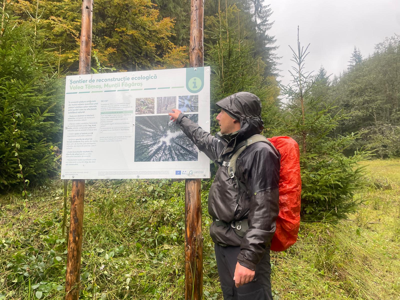 Videoclip despre conservarea pădurii de fag milenară și reconstrucția ecologică în Valea Tămașului, precum și revenirea zimbrilor în Sudul Carpaților – două proiecte pentru declararea Parcului Național Munții Făgăraș