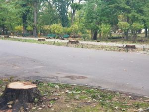 Vlad Gheorghe comunică intenția sa de a iniția procedura penală în urma defrișărilor de stejari din Parcul Herăstrău.