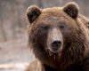 bear-1903099_1280.jpg