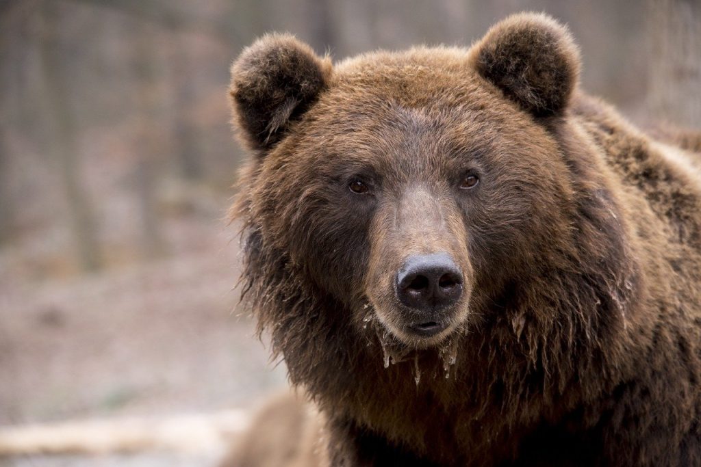 bear-1903099_1280.jpg