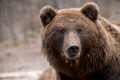 bear-1903099_1280.jpg