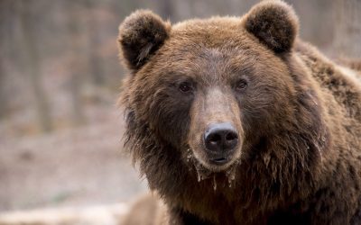 bear-1903099_1280.jpg