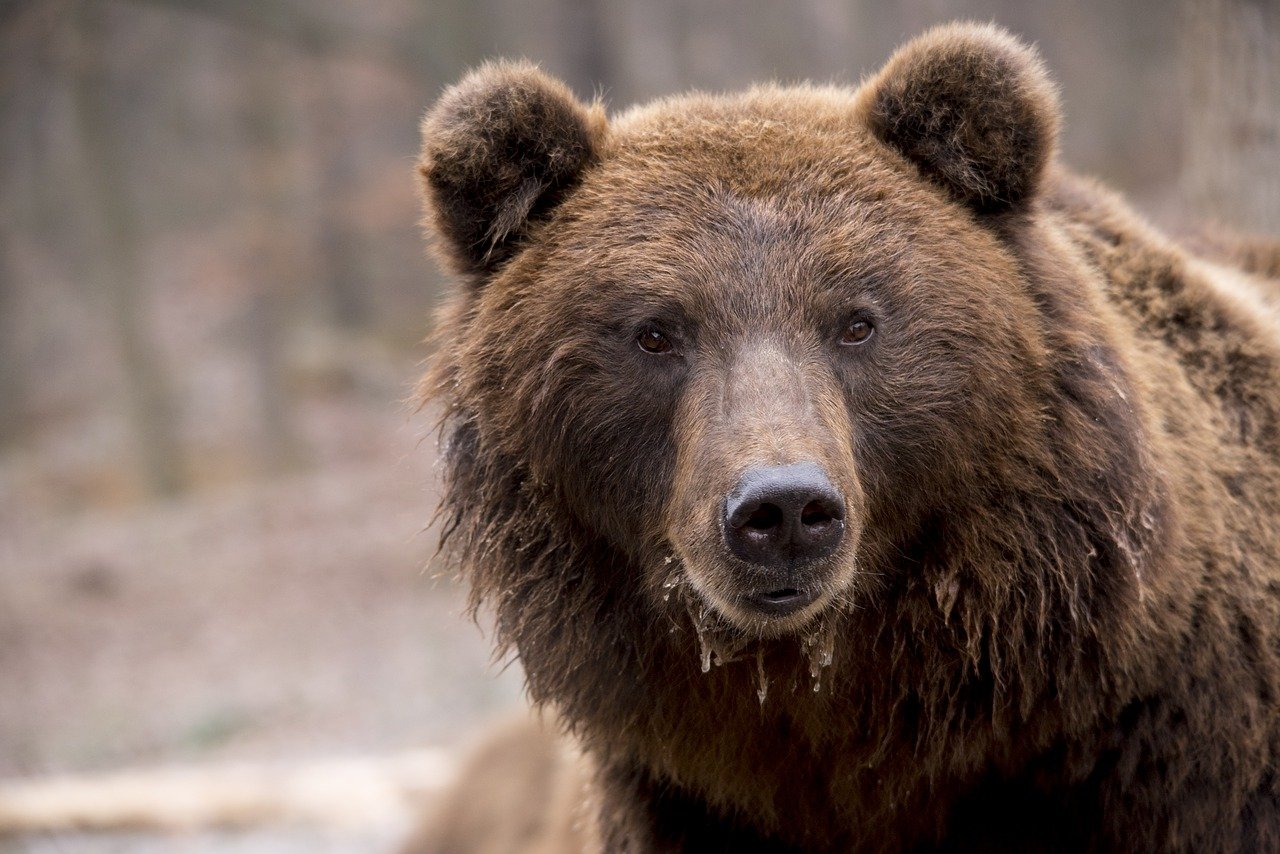 Partidul recent înființat NOA susține că proiectul de simplificare a regulilor pentru vânătoarea de urși în zonele urbane poate transforma aceste animale în pradă pentru vânătoresc