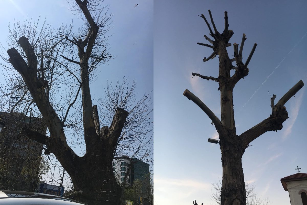 Primăriile de sector pot efectua tăieri de arbori fără aviz de la Autoritatea de Mediu. Cine a aprobat în mod tacit această măsură și a redus sancțiunile pentru tăierile ilegale?
