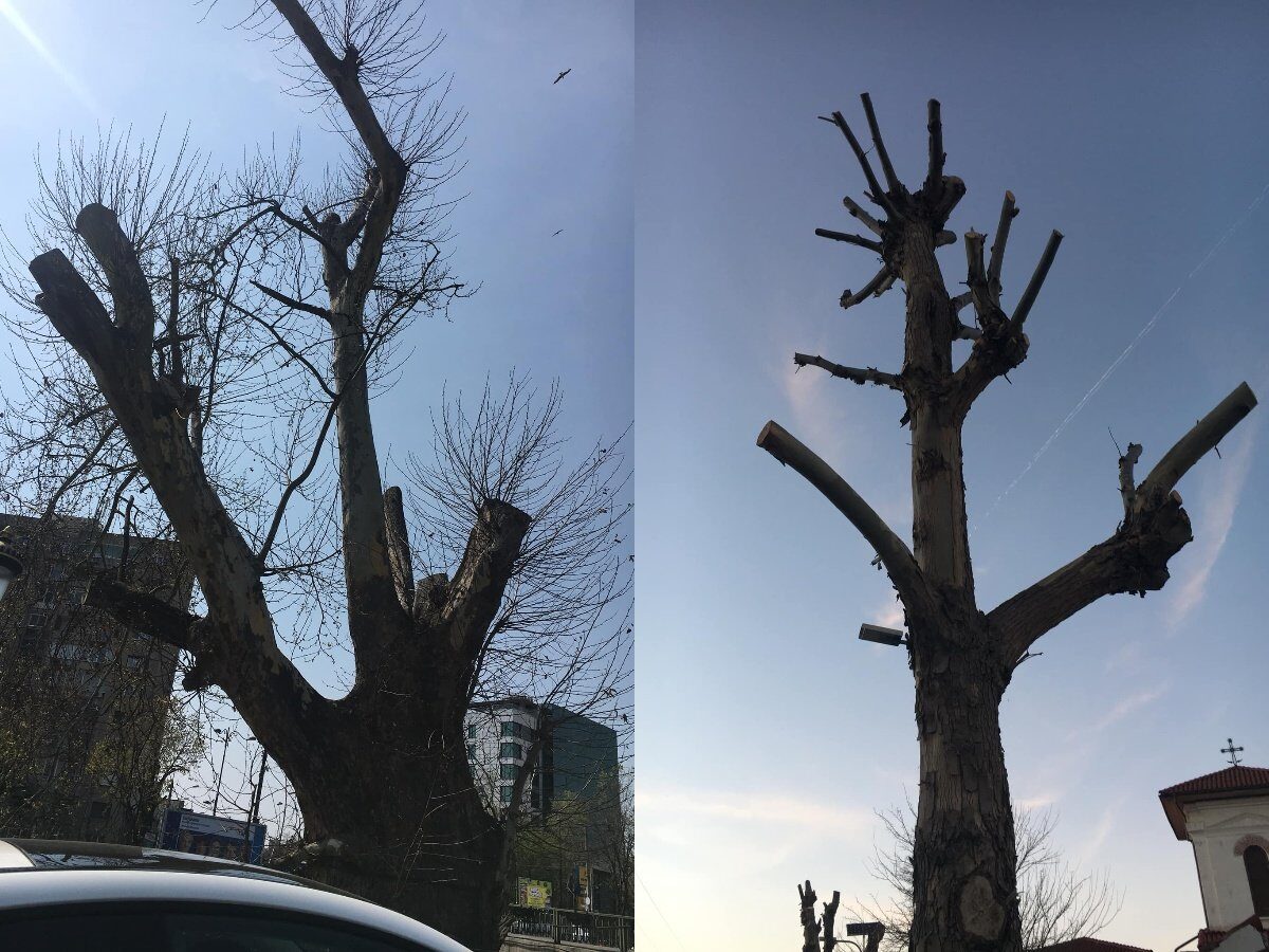 Primăriile de sector pot efectua tăieri de arbori fără aviz de la Autoritatea de Mediu. Cine a aprobat în mod tacit această măsură și a redus sancțiunile pentru tăierile ilegale?