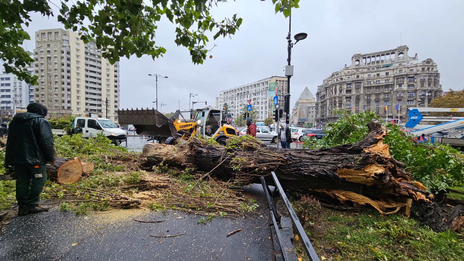 Fenomen natural devastator în București: Ploile torențiale au doborât numeroși copaci, fiind cea mai gravă astfel de situație din ultimul deceniu