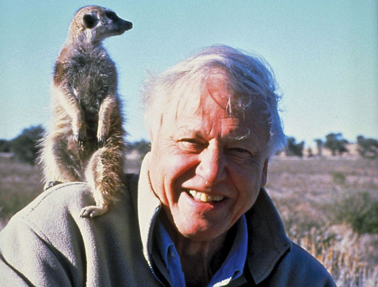 David Attenborough, la 99 de ani, devine cel mai în vârstă câștigător al Premiului Daytime Emmy pentru un documentaire Netflix despre maimuțe din jungla din Sumatra