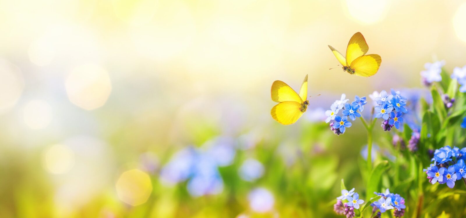 Cum percep plantele lumea în lipsa unui sistem nervos, fiind considerate sensibile prin natura lor?
