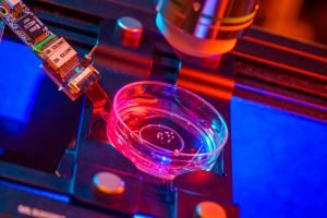 Crearea mini-creierelor umane din celule stem pentru alimentarea computerelor