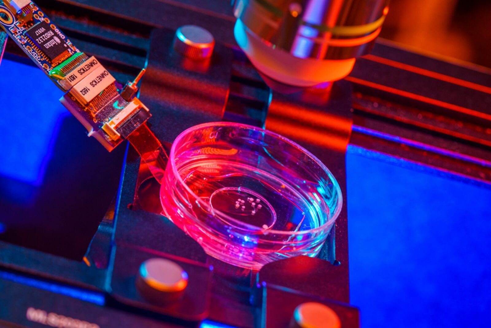 [ad_1] Un nou domeniu al biocomputingului, ce explorează crearea de „wetware” pentru centre de date, atrage interesul cercetătorilor din întreaga lume