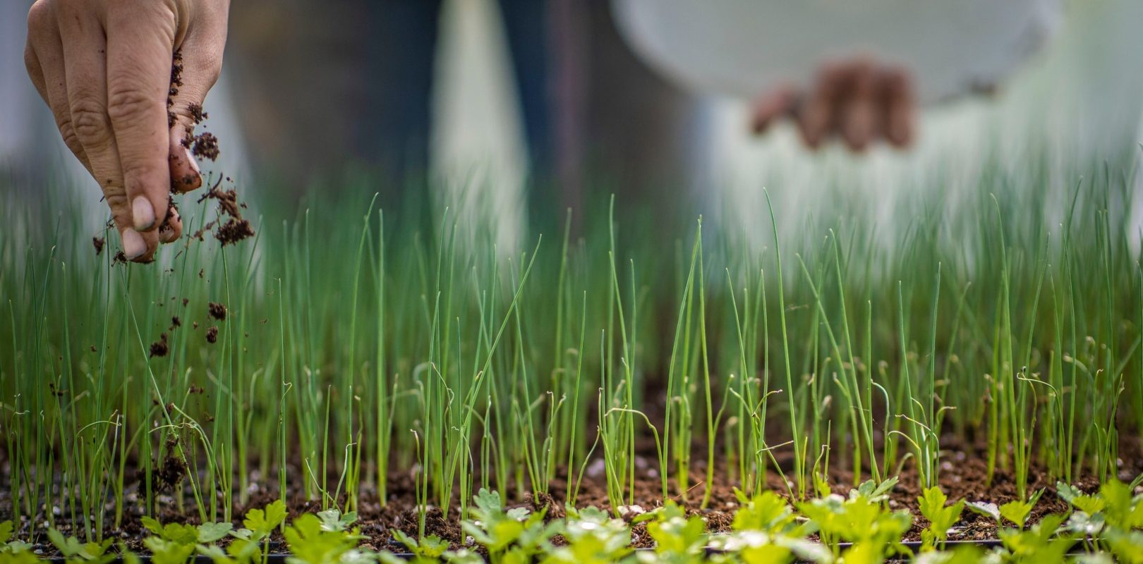 ingrasaminte-fermieri-agricultura.jpg