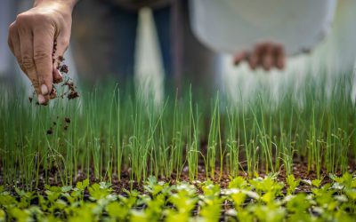 ingrasaminte-fermieri-agricultura.jpg